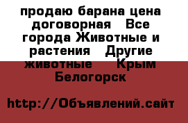 продаю барана цена договорная - Все города Животные и растения » Другие животные   . Крым,Белогорск